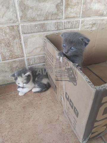 Chatons Scottish Fold / Scottish Straight à vendre - 2