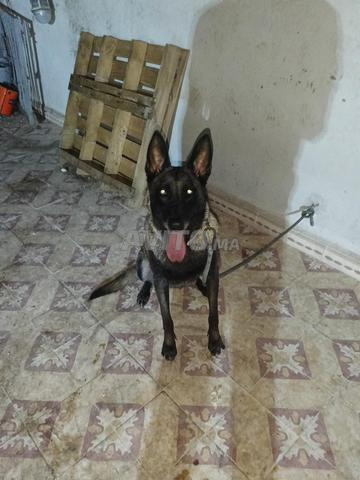 Femelle malinois - 2
