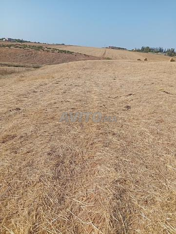 أرض للبيع بمدينة تيفلت - 2
