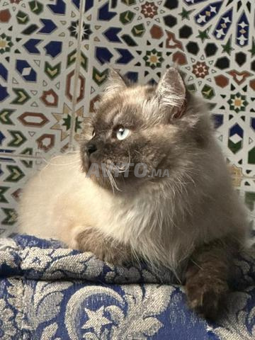 هيمالايا - 2