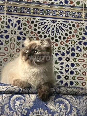 Himalayen