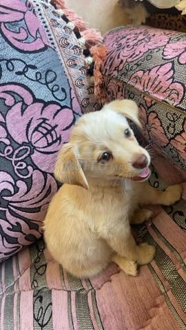 Adorable chiot de petite race – 2 mois