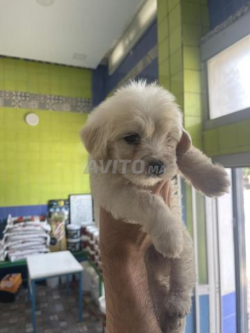 Chiots de race Bichon Maltais pur race vaccinés - 2