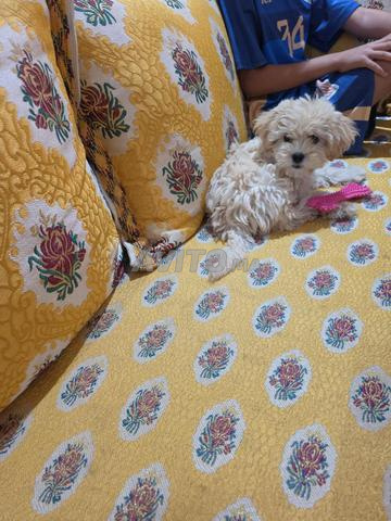 Chiot maltepoo mâle caramel pur 3 mois à Agadir - 2