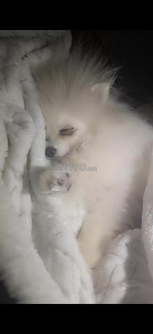 Femelle Spitz nain - 2