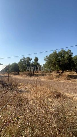 Ferme agricole titrée de 15 hectares à vendre – Ben Ahmed