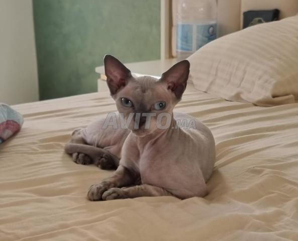 Un magnifique chat sphynx