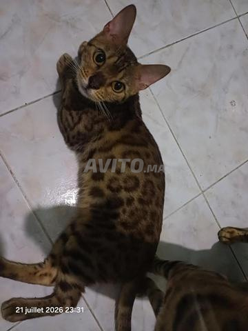 Chatte Bengal