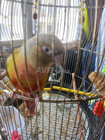 Molina à vendre avec sa cage