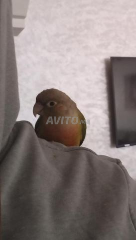 مولينو للبيع مع قفصه - 2