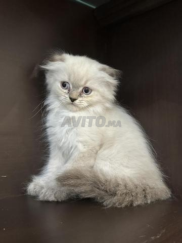 🐱 3 Chatons Scottish Fold de Pure Race à Vendre 🐱