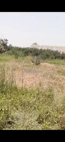 🌿 ضيعة فلاحية للبيع محفظة بجماعة إيسن 🌿 - 2