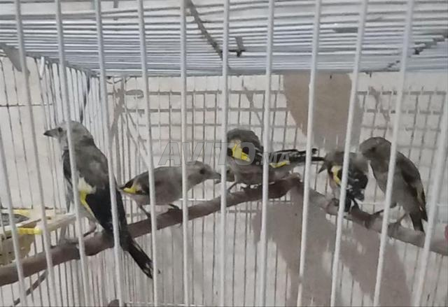 قورع ملاح مركد تاونات