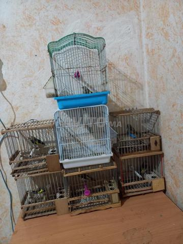 Pigeons de concours en cage - 2