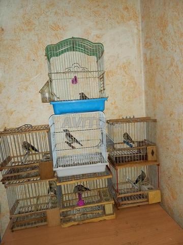 Pigeons de concours en cage