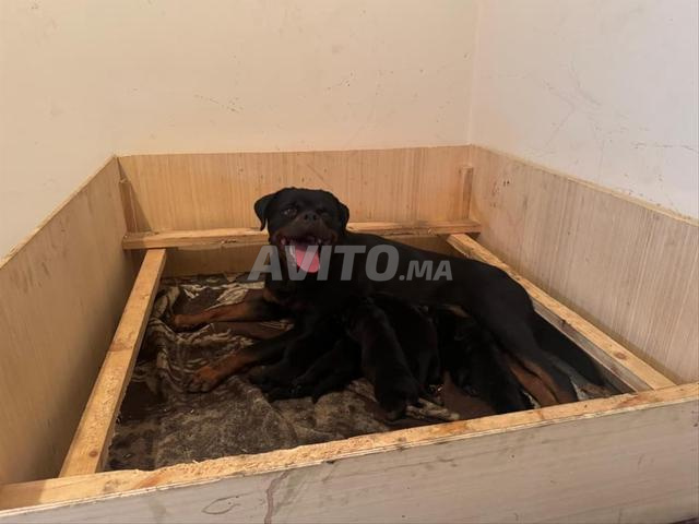 Rottweiler pedigree - 2