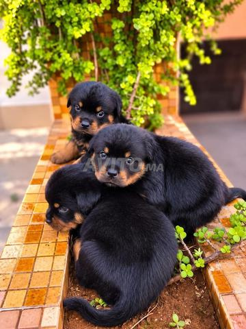 Rottweiler pedigree