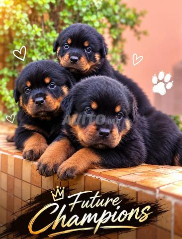 Rottweiler pedigree