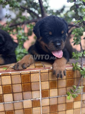 Rottweiler pedigree