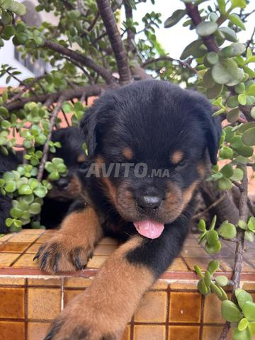 Rottweiler pedigree