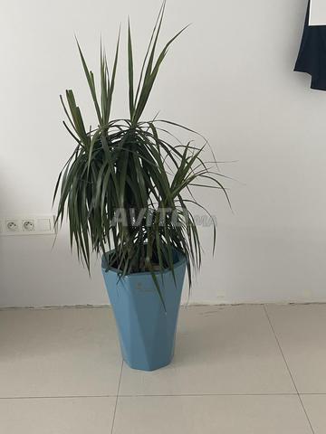 Arbre naturel dans un pot en céramique - 2