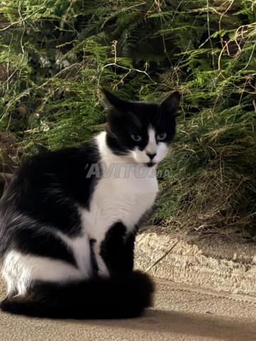 Chats stérilisés et vaccinés à adopter - 2