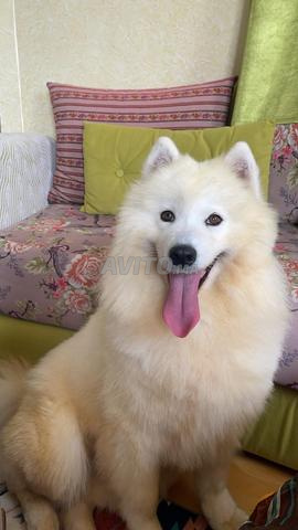 Femelle Samoyed pure race - 2