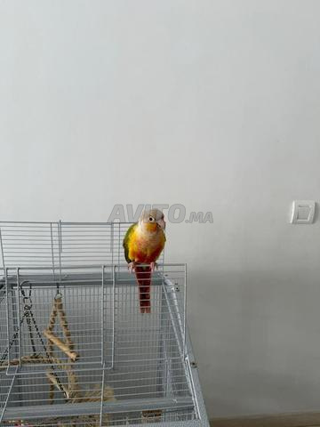 كونيور أناناس