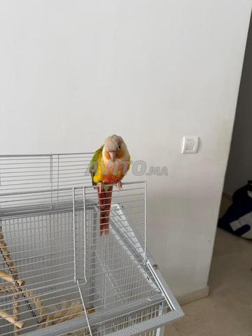 كونيور أناناس - 2