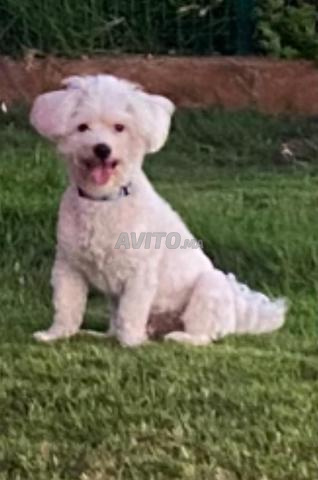Mâle bichon maltais