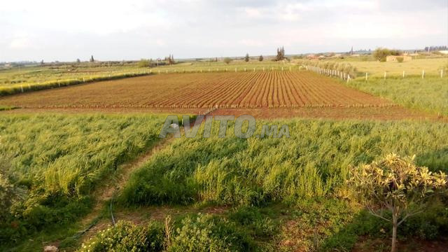 Terrain agricole 1 hectare à vendre 180 millions