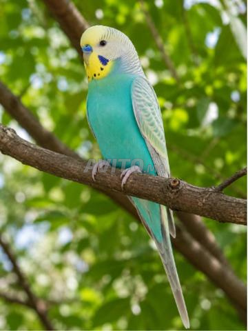 🦜 ذكر بادجي مدريسي مميز للبيع