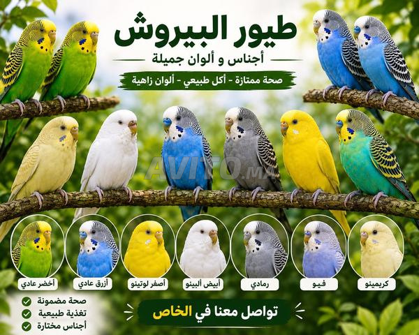 🦜 ببغاوات بأجمل الألوان والأجناس ✨ جودة وصحة ممتازة