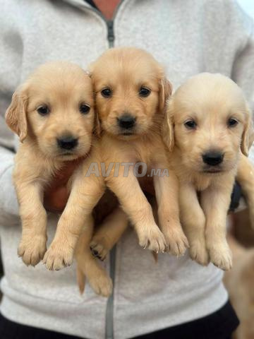 Femelle Golden Retriever - 2