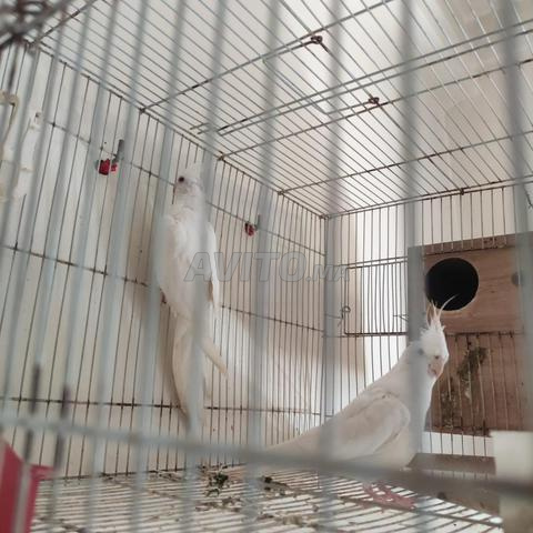 couple calopsitte