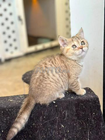 Chaton Scottish - 2