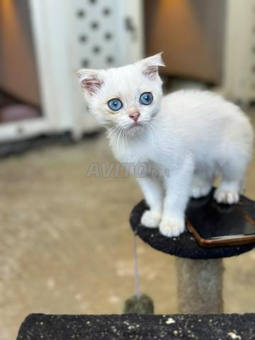 Scottish Fold et droit - 2