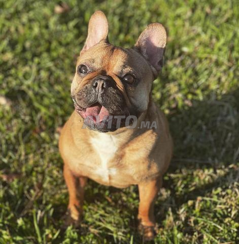 Bouledogue français - 2