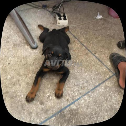 Chiot Rottweiler - 2
