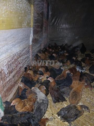 سيدي بوزكري - 2