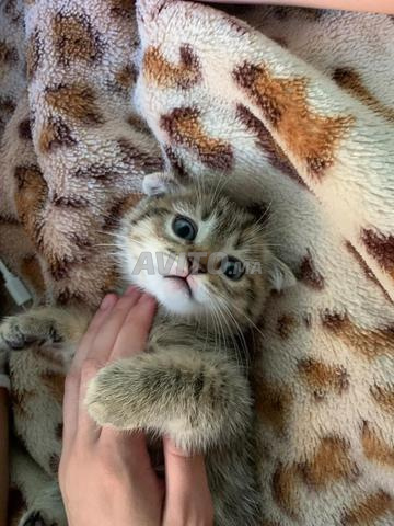 Scottish fold mâle golden tigré - 2