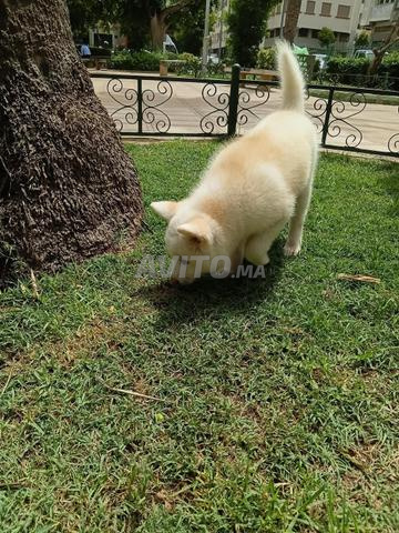 Shiba Inu japonais - 2