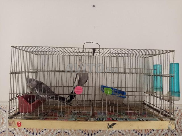 Animaux de compagnie - 2