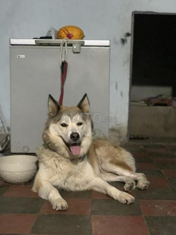 Chiot Husky à vendre - 2