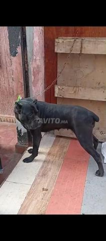 Super femelle Cane Corso