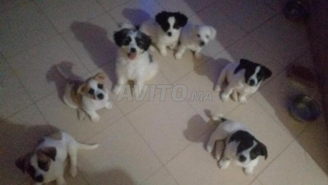 Chiots Jack Russell - 2