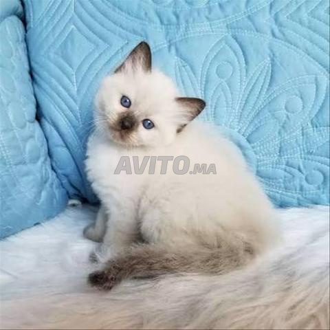 bébé chat ras le ragdoll puer  - 2