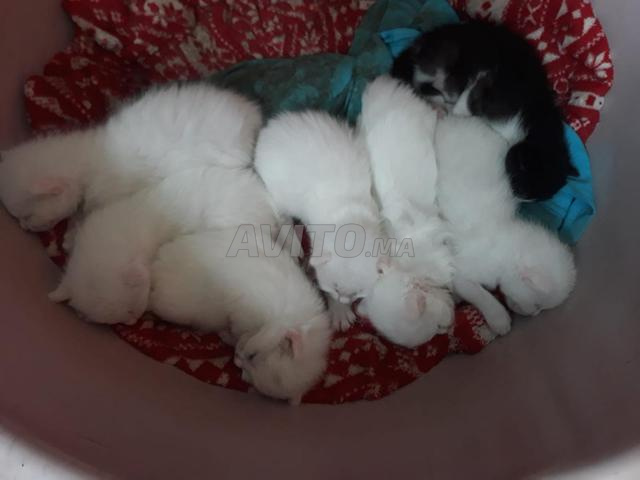 Angora 100 - 2
