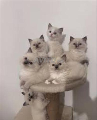 Bébé chat Ragdoll