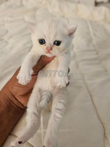 Scottish Fold